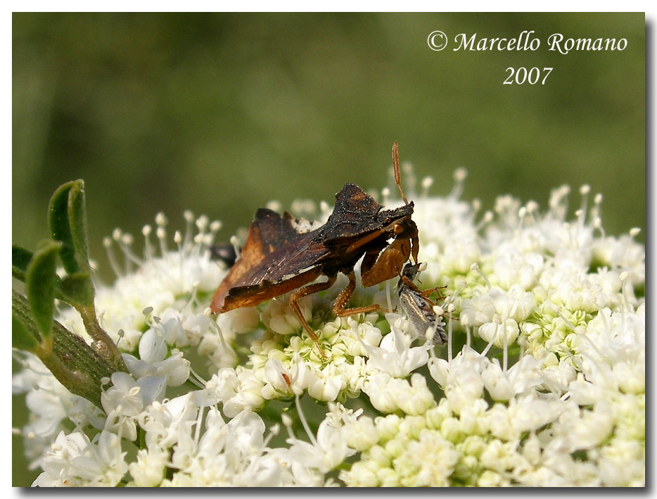 Strano Reduviidae fotografato sui Nebrodi: Phymata crassipes